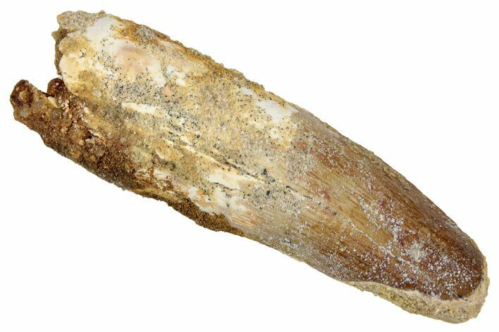 Fossil Spinosaurus Tooth - Real Dinosaur Tooth #333665